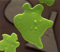 green slimy blotches